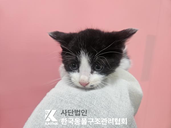 보호중 한국 고양이…