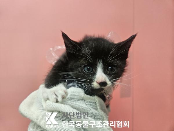 보호중 한국 고양이…