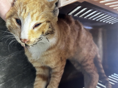 종료(자연사) 믹스…