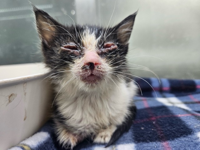 보호중 한국 고양이…