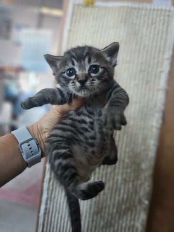 보호중 한국 고양이…