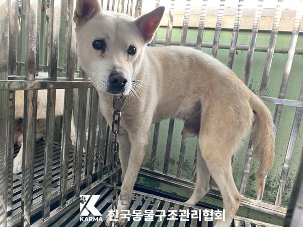 종료(반환) 믹스견…