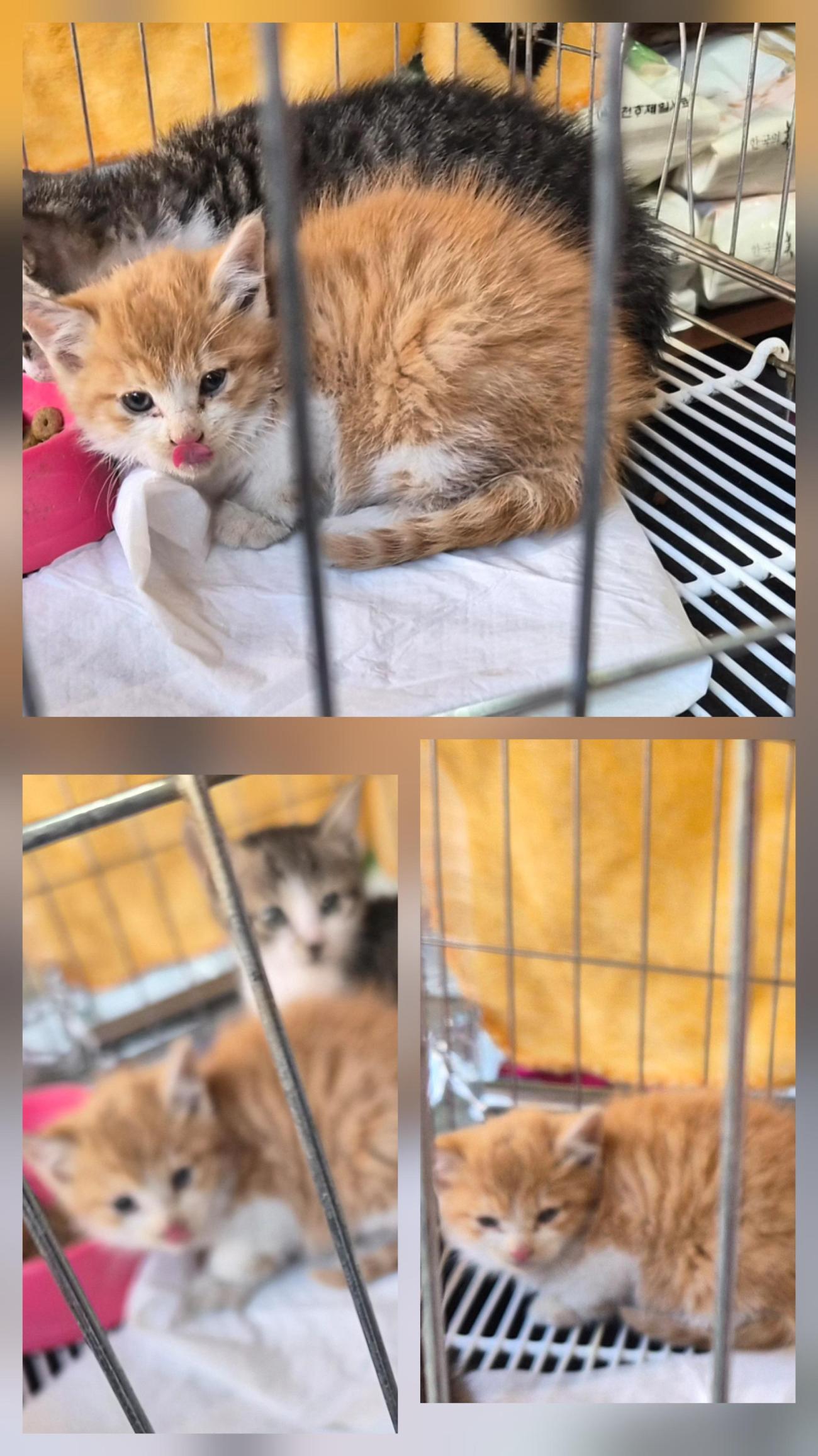 보호중 한국 고양이…