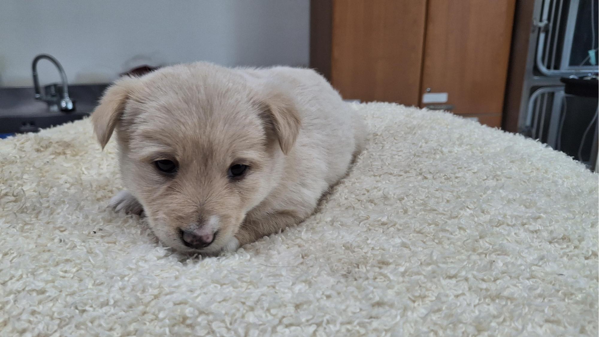 보호중 믹스견의 가…