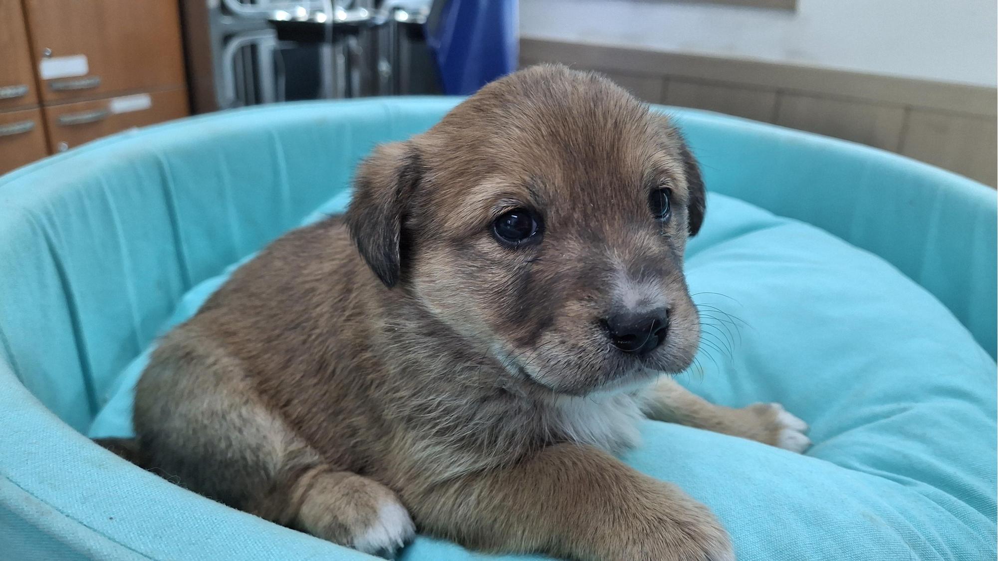 보호중 믹스견의 가…