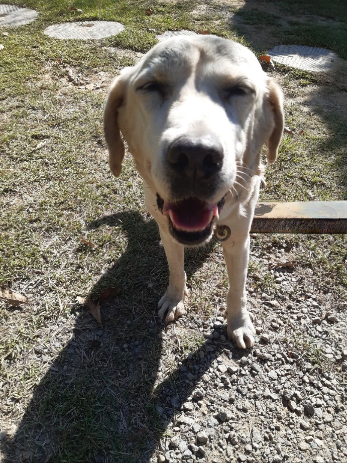 보호중 믹스견의 가…