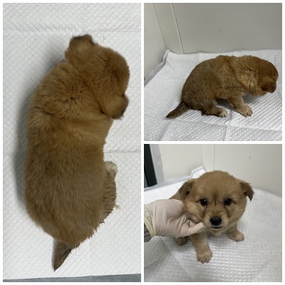 보호중 믹스견의 가…