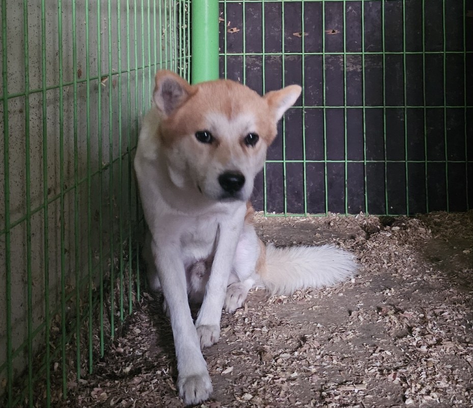고령군 유기견 보호소_447520202500295