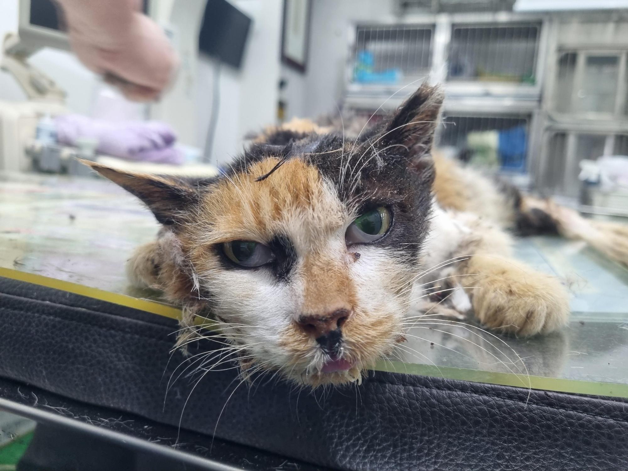 남부여동물보호소_444457202500654