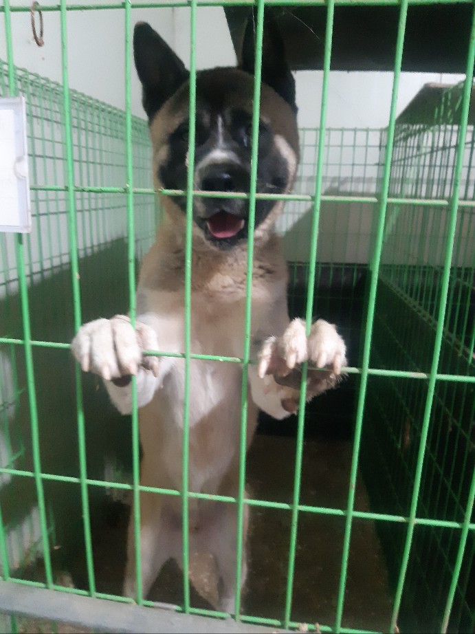 종료(반환) 믹스견…