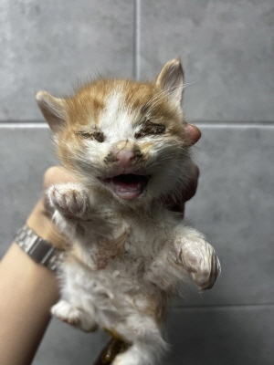 종료(자연사) 믹스…