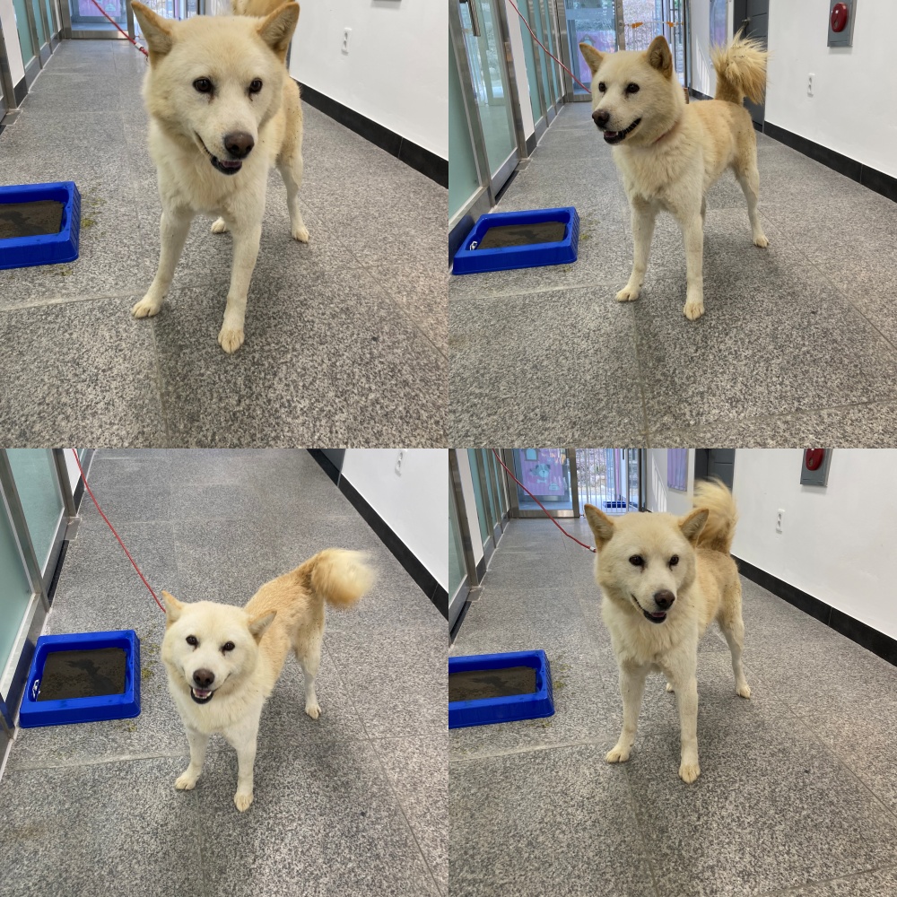 보호중 믹스견의 가…