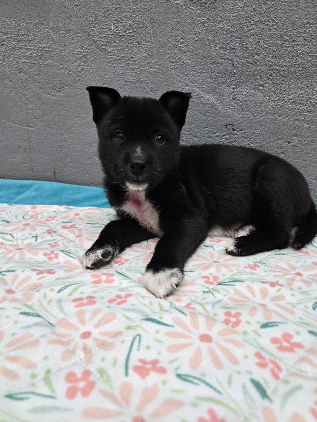 보호중 믹스견의 가…