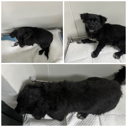 보호중 믹스견의 가…