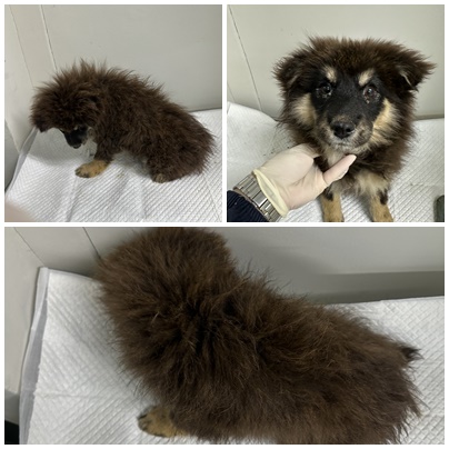 보호중 믹스견의 가…