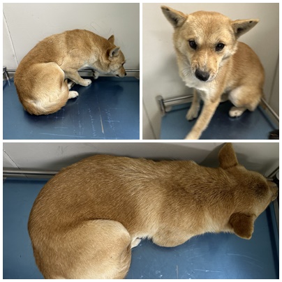 보호중 믹스견의 가…