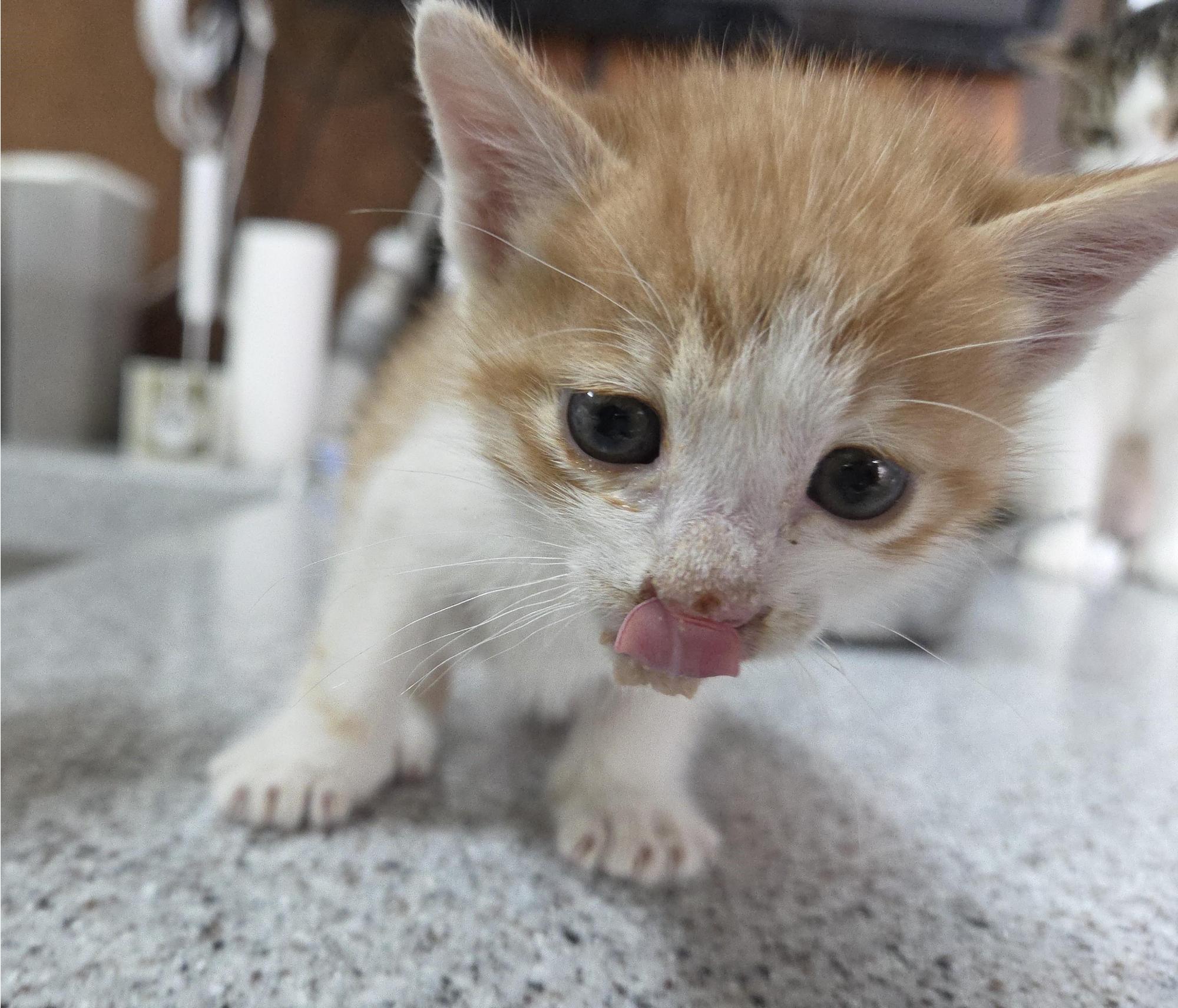 보호중 한국 고양이…