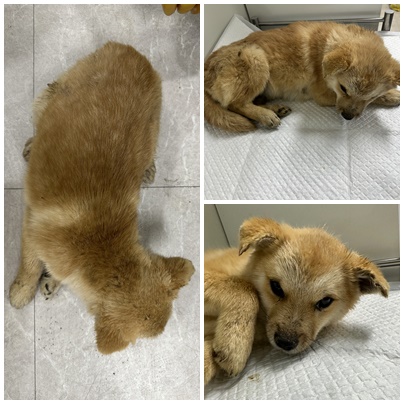 보호중 믹스견의 가…