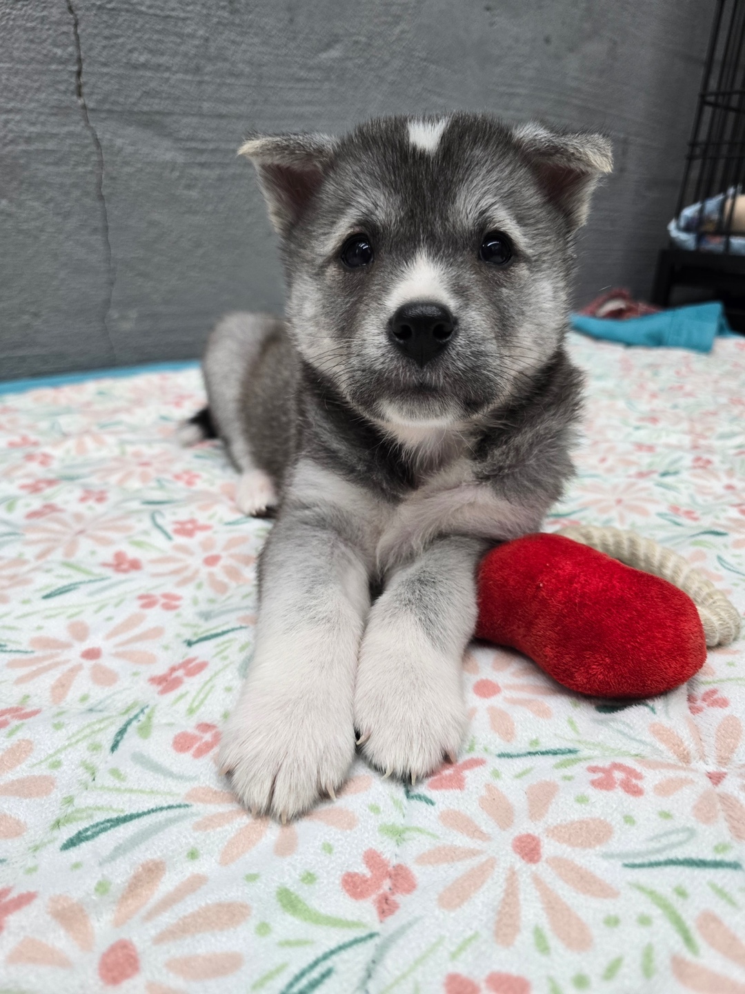 보호중 믹스견의 가…