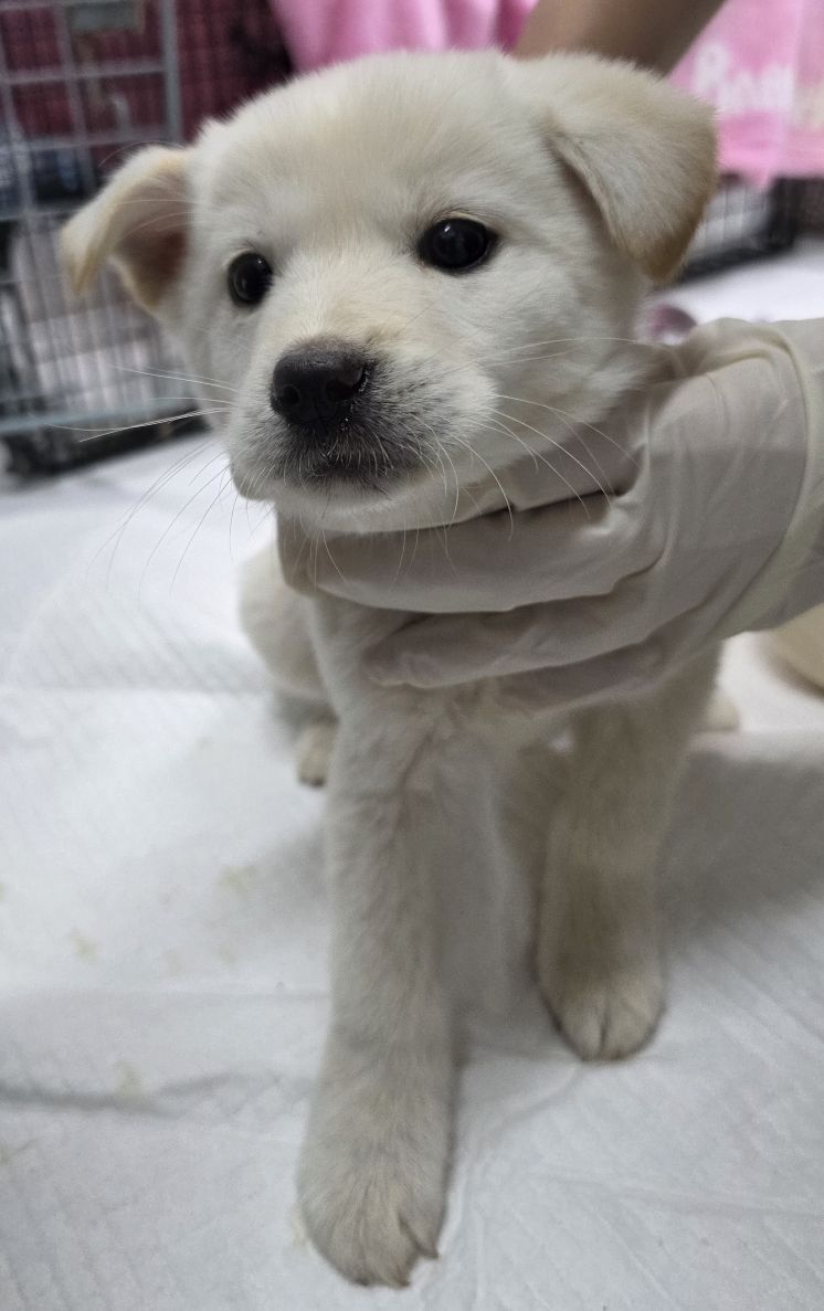 보호중 믹스견의 가…