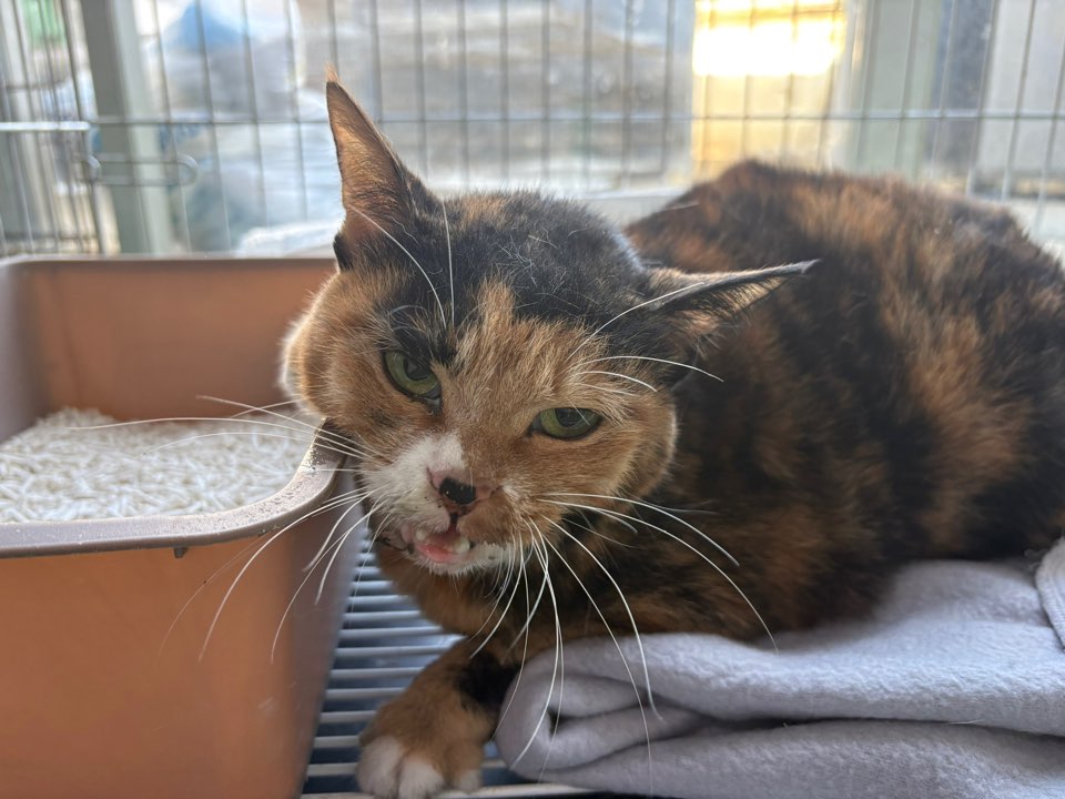 종료(자연사) 한국…