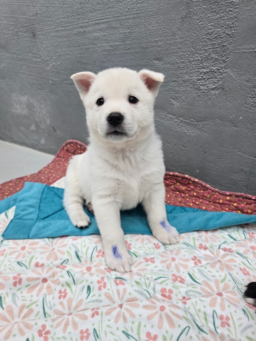 보호중 믹스견의 가…