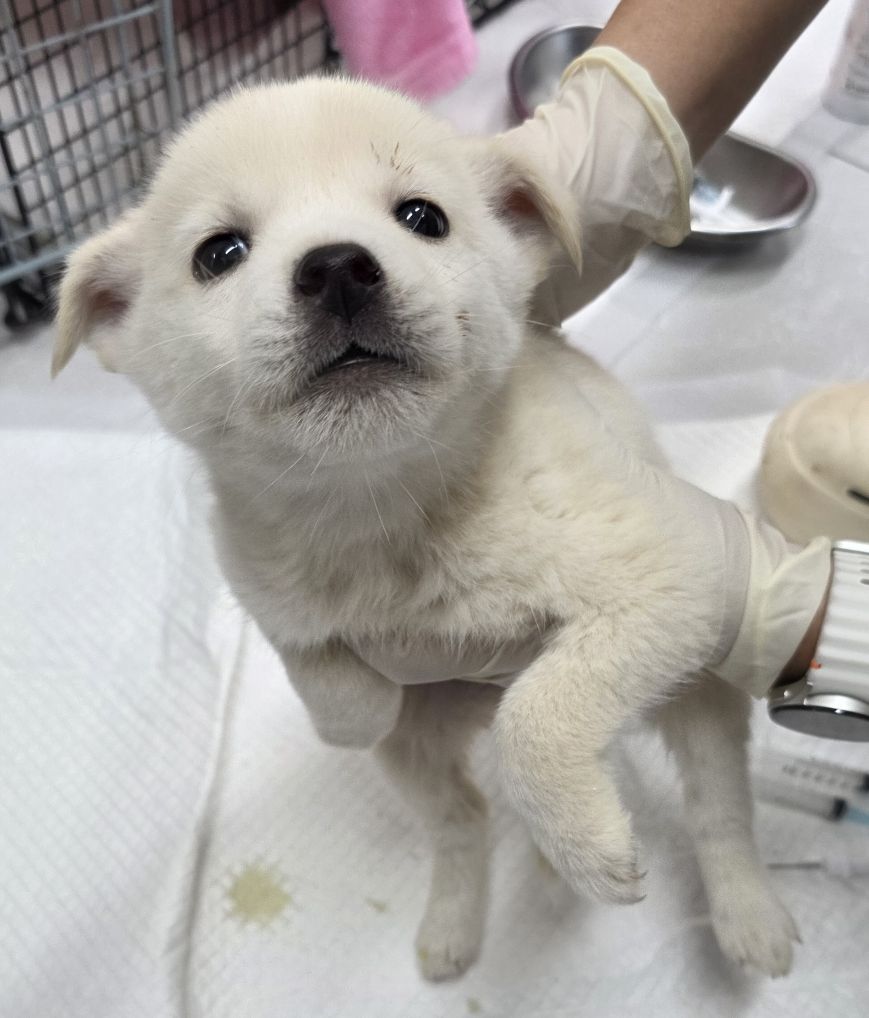 보호중 믹스견의 가…