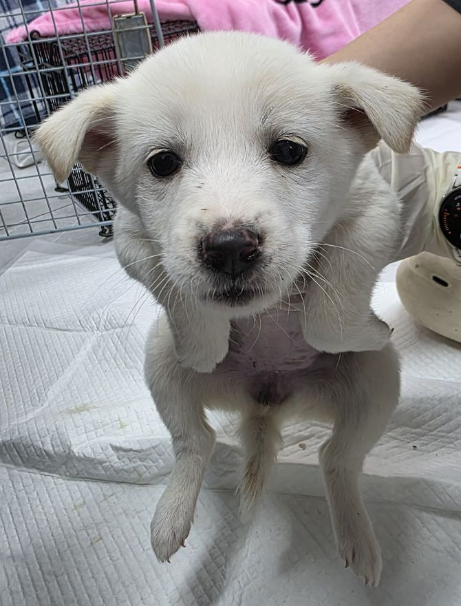 보호중 믹스견의 가…