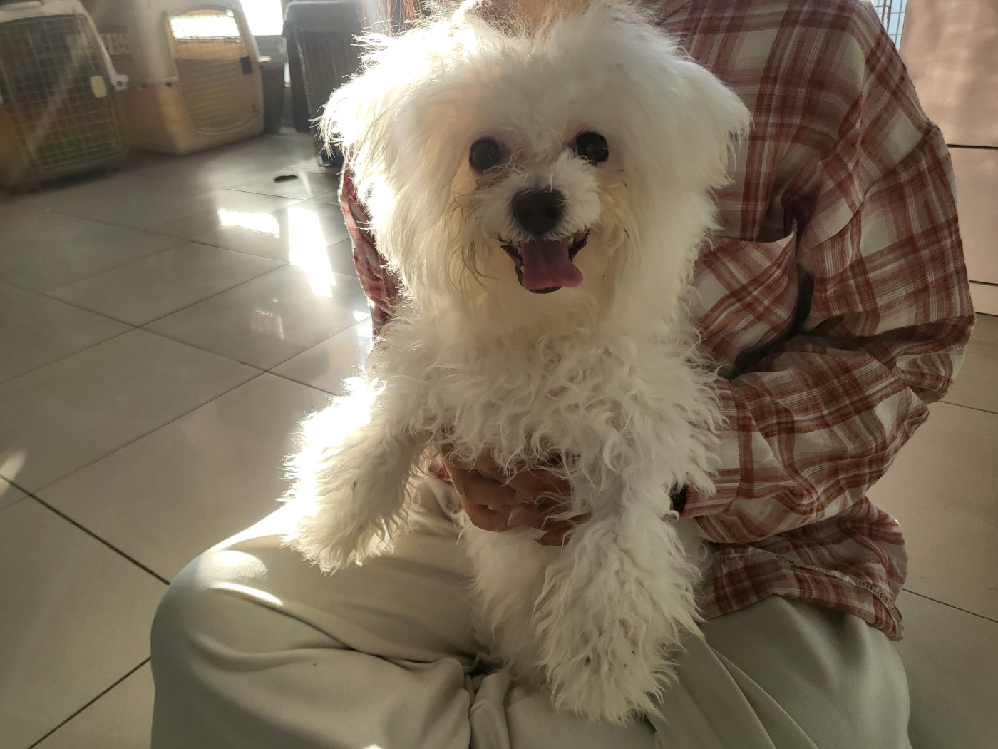 보호중 비숑 프리제…