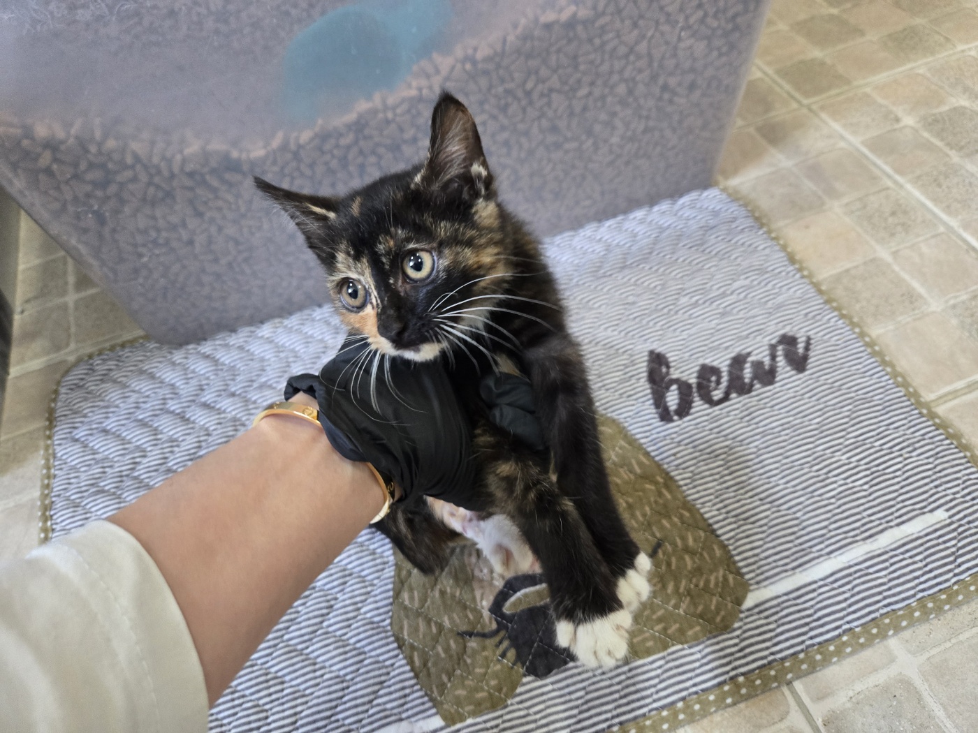 보호중 한국 고양이…