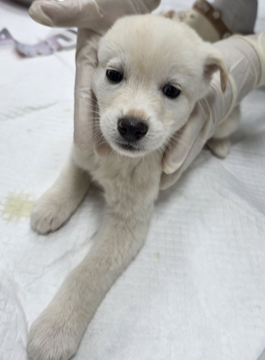 보호중 믹스견의 가…