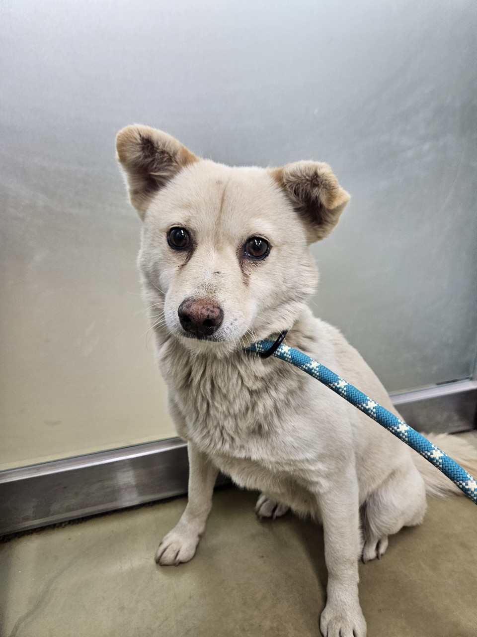 종료(반환) 믹스견…