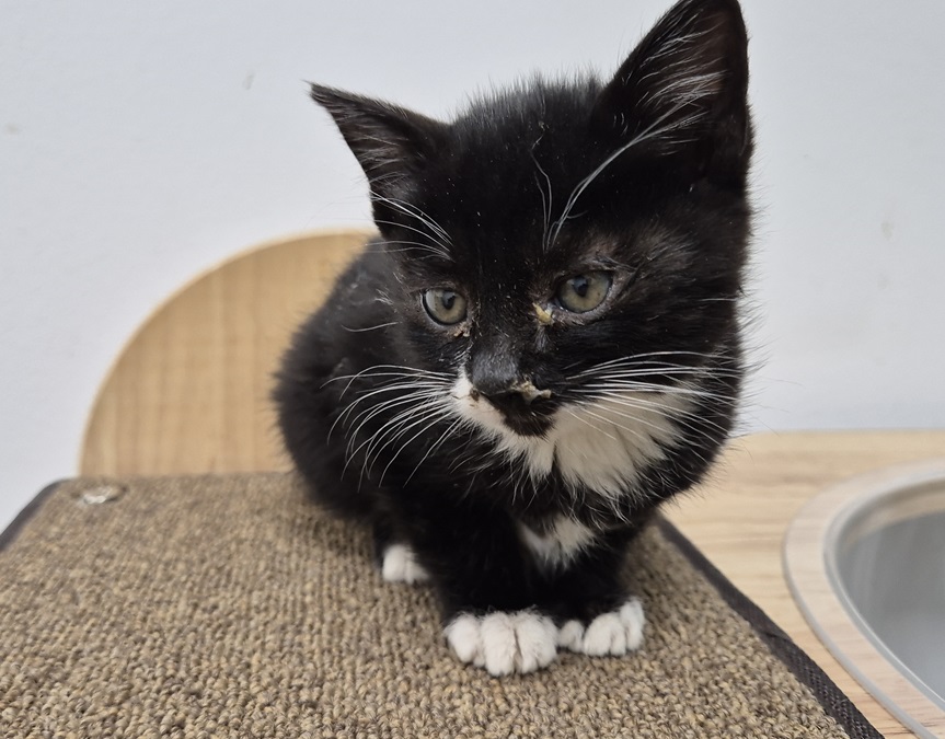 보호중 한국 고양이…