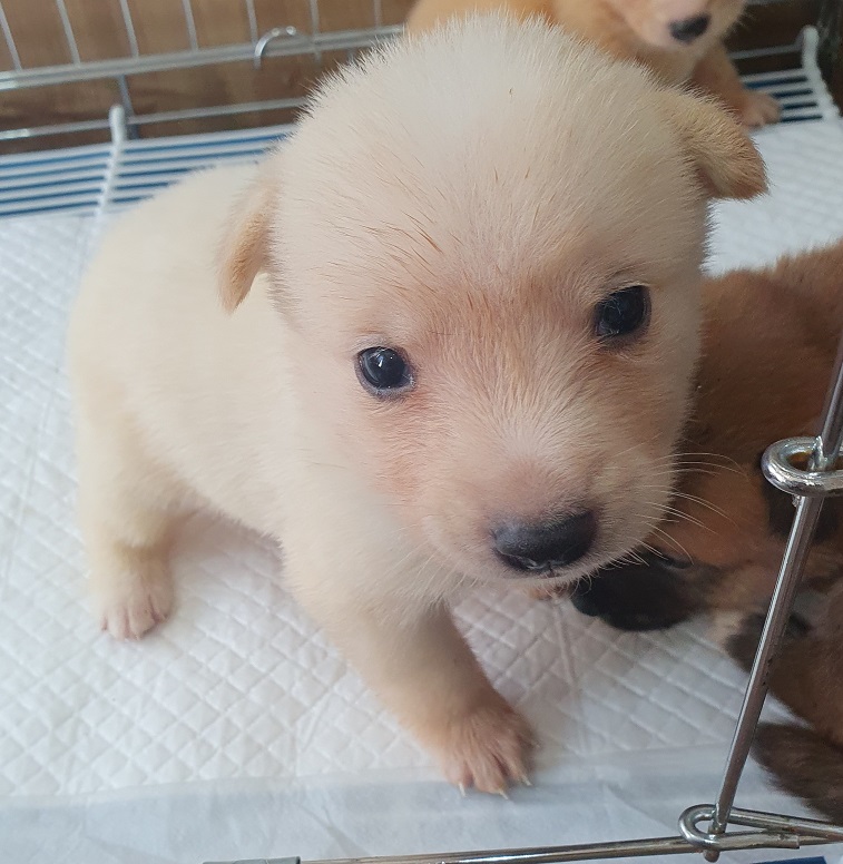 보호중 믹스견의 가…