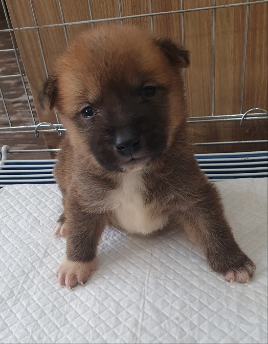 보호중 믹스견의 가…