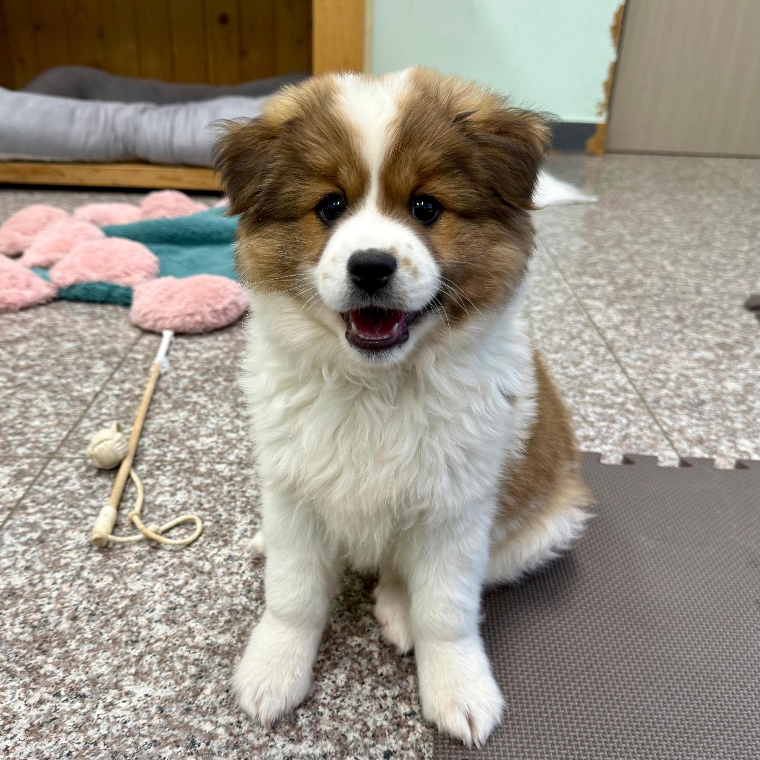 보호중 믹스견의 가…