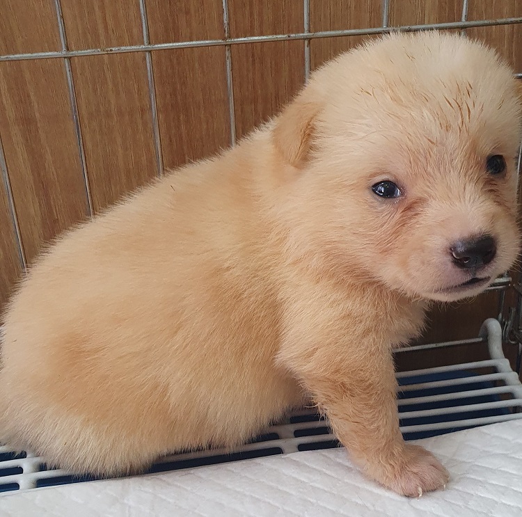 보호중 믹스견의 가…