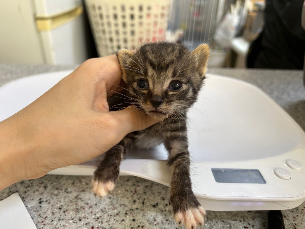 종료(자연사) 한국…