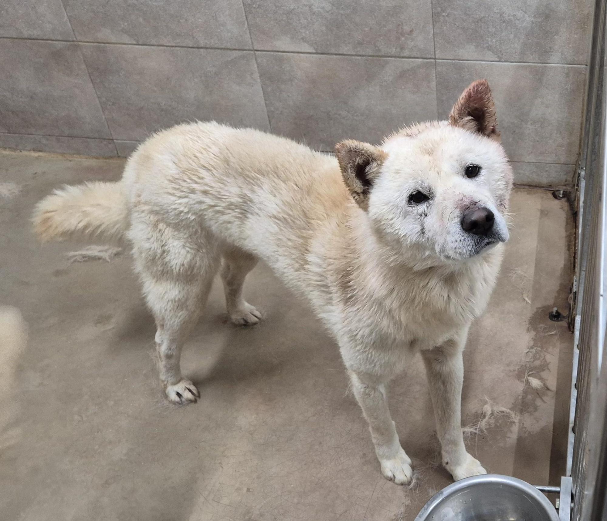 종료(반환) 진도견…