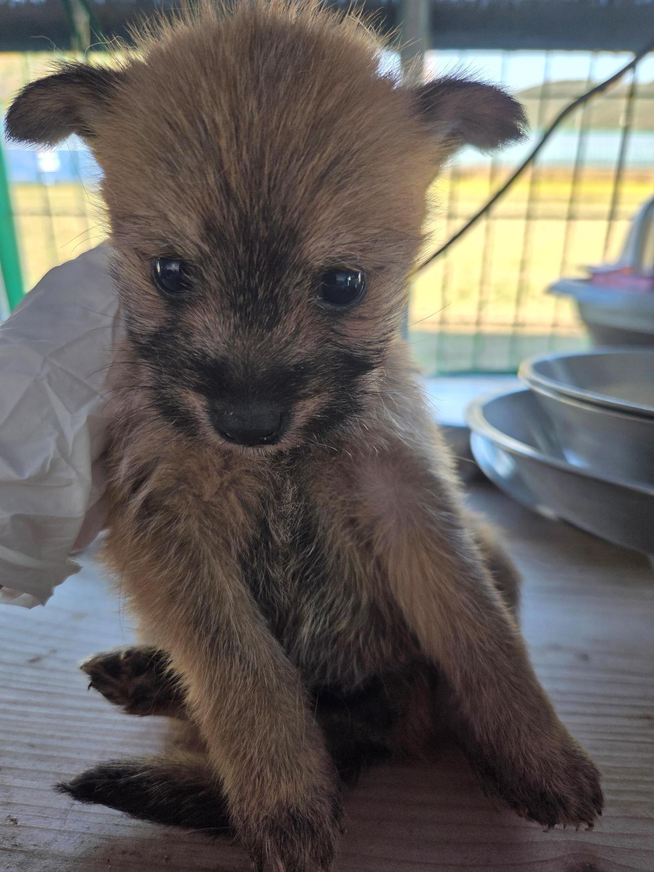 보호중 믹스견의 가…