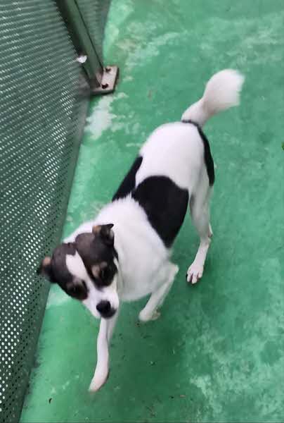 보호중 믹스견의 가…