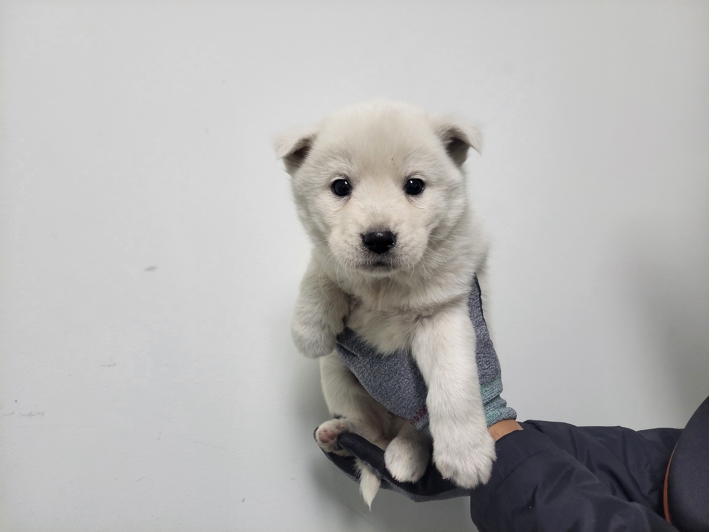 보호중 믹스견의 가…