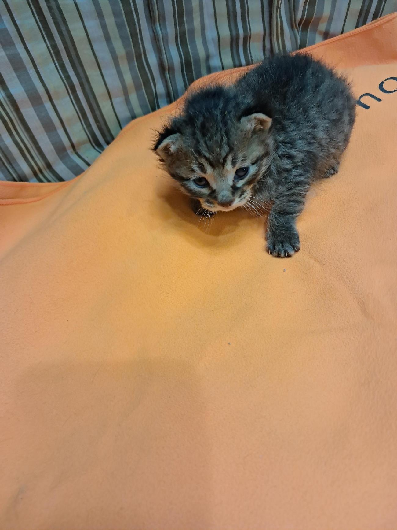 보호중 한국 고양이…