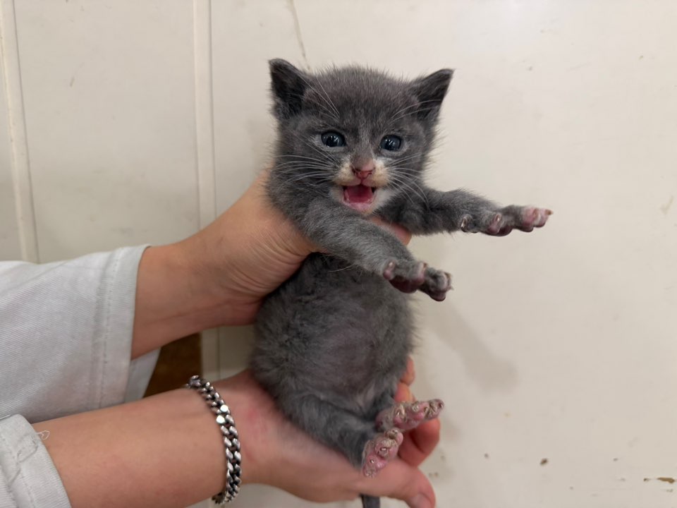 보호중 믹스묘의 가…