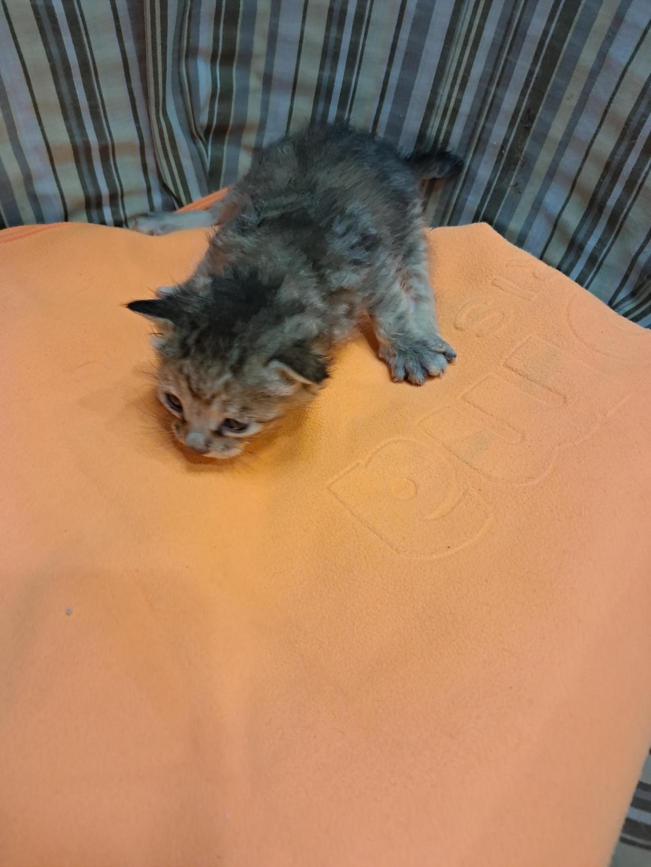 보호중 한국 고양이…