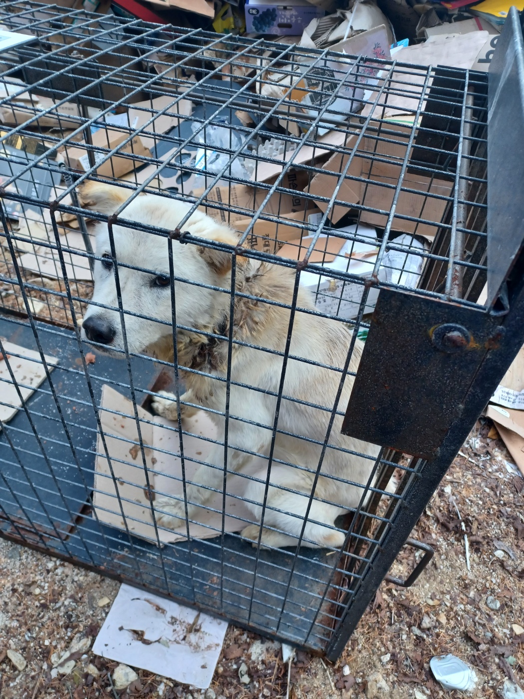 종료(안락사) 믹스…