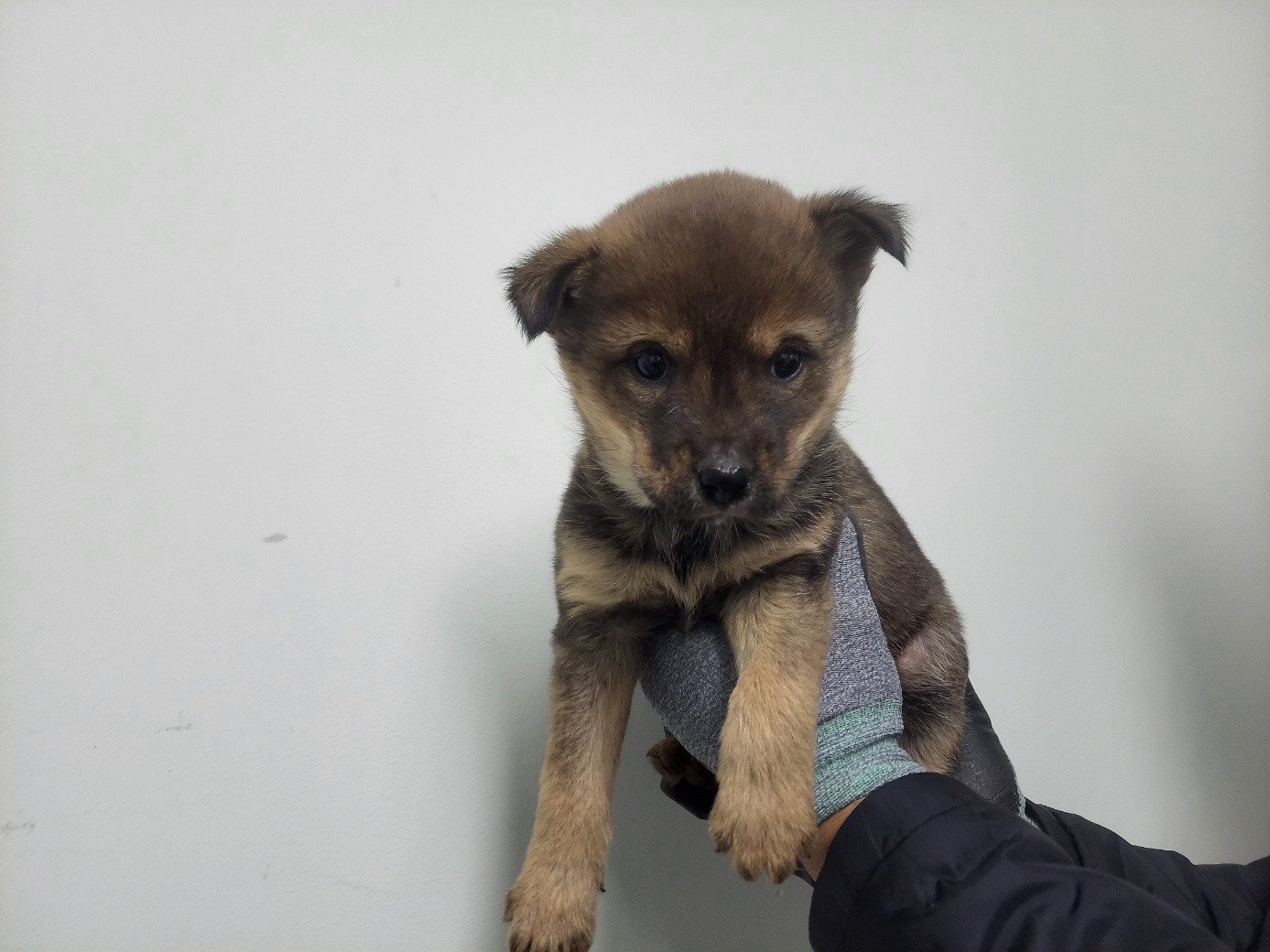 고양시동물보호센터_441394202502449