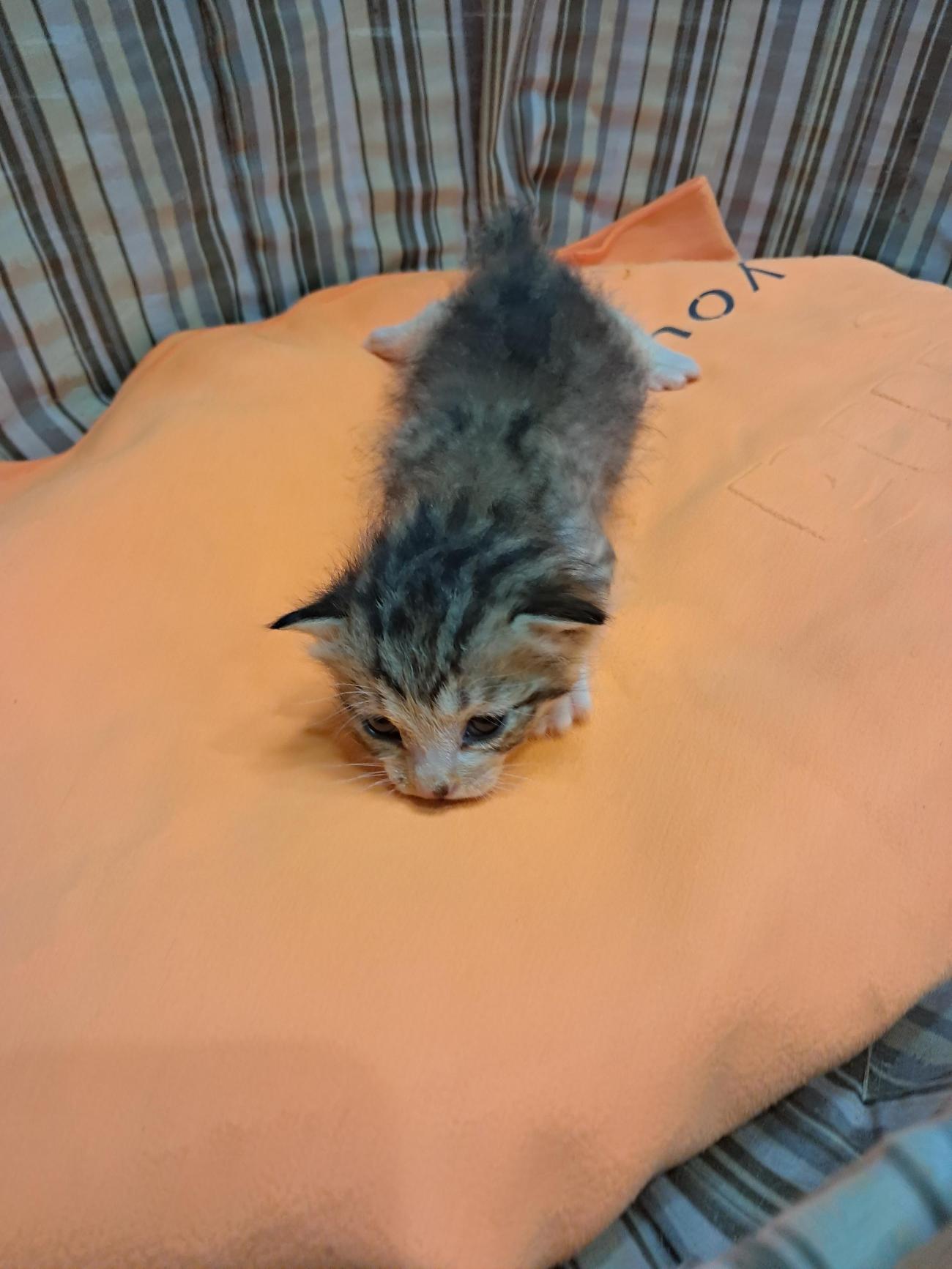 보호중 한국 고양이…