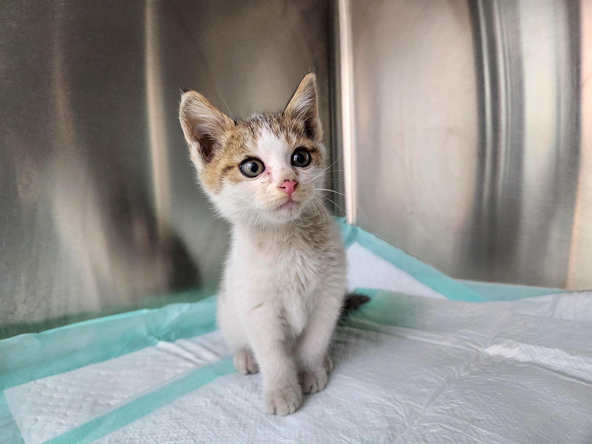 보호중 한국 고양이…