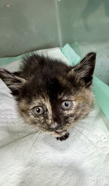 보호중 한국 고양이…